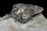 D Platycrinites Crinoid Fossil - Crawfordsville, Indiana #92765-1